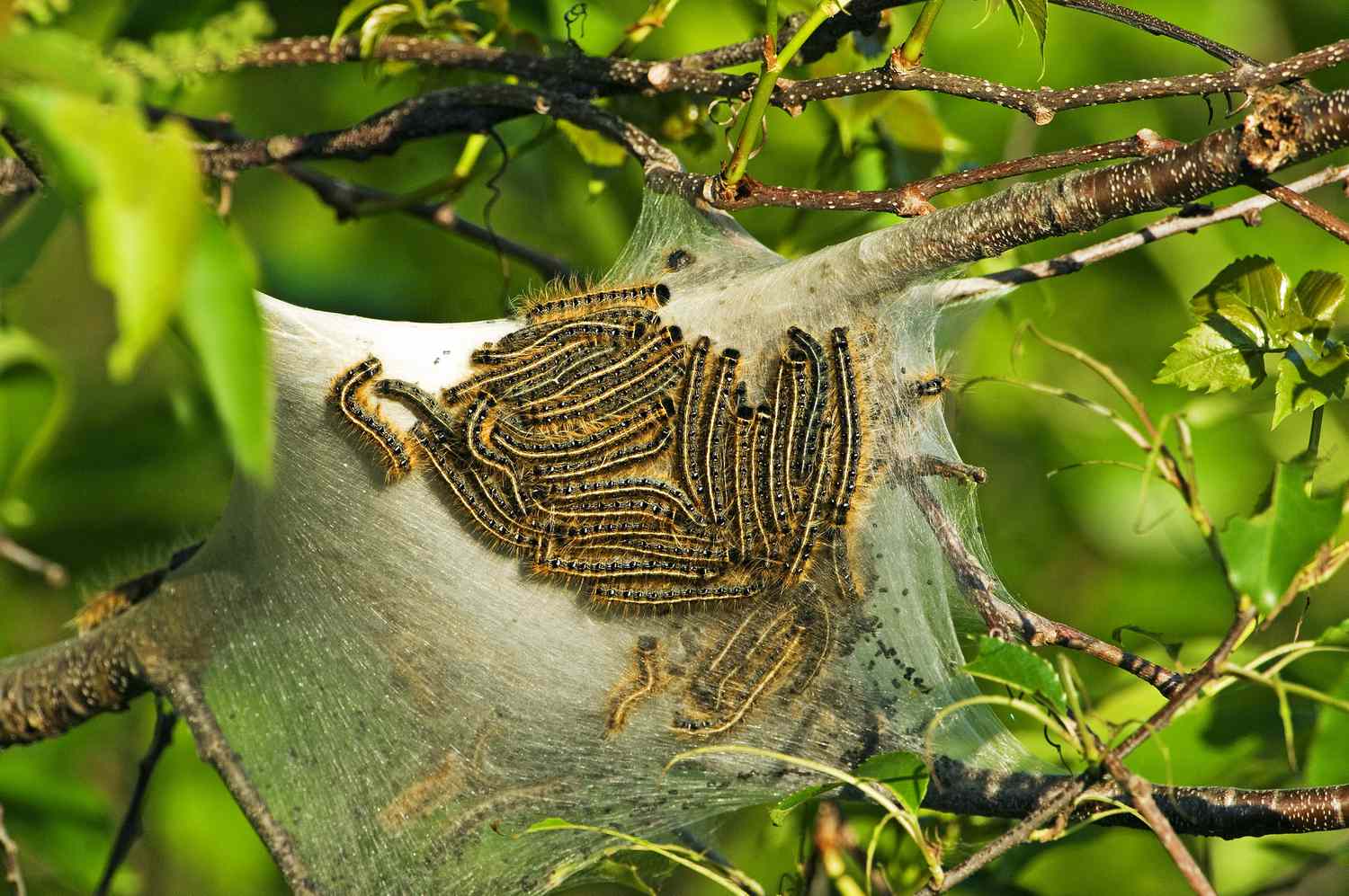 Eastern tent caterpillars on silk tent.