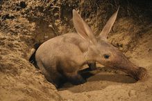 An aardvark emerges from its underground home