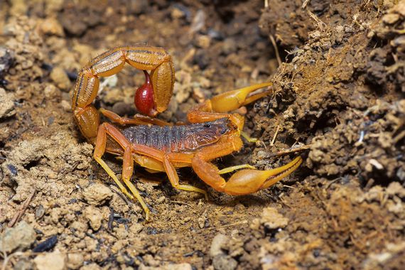 Indian red scorpion