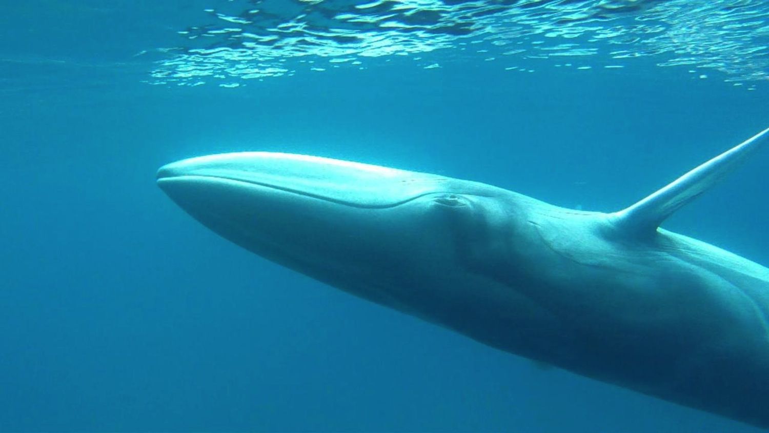 Omura's whale