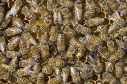 Honey bees are eusocial insects.