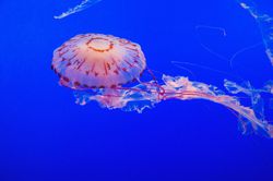 Purple-Striped Jelly Fish Dancing Underwater