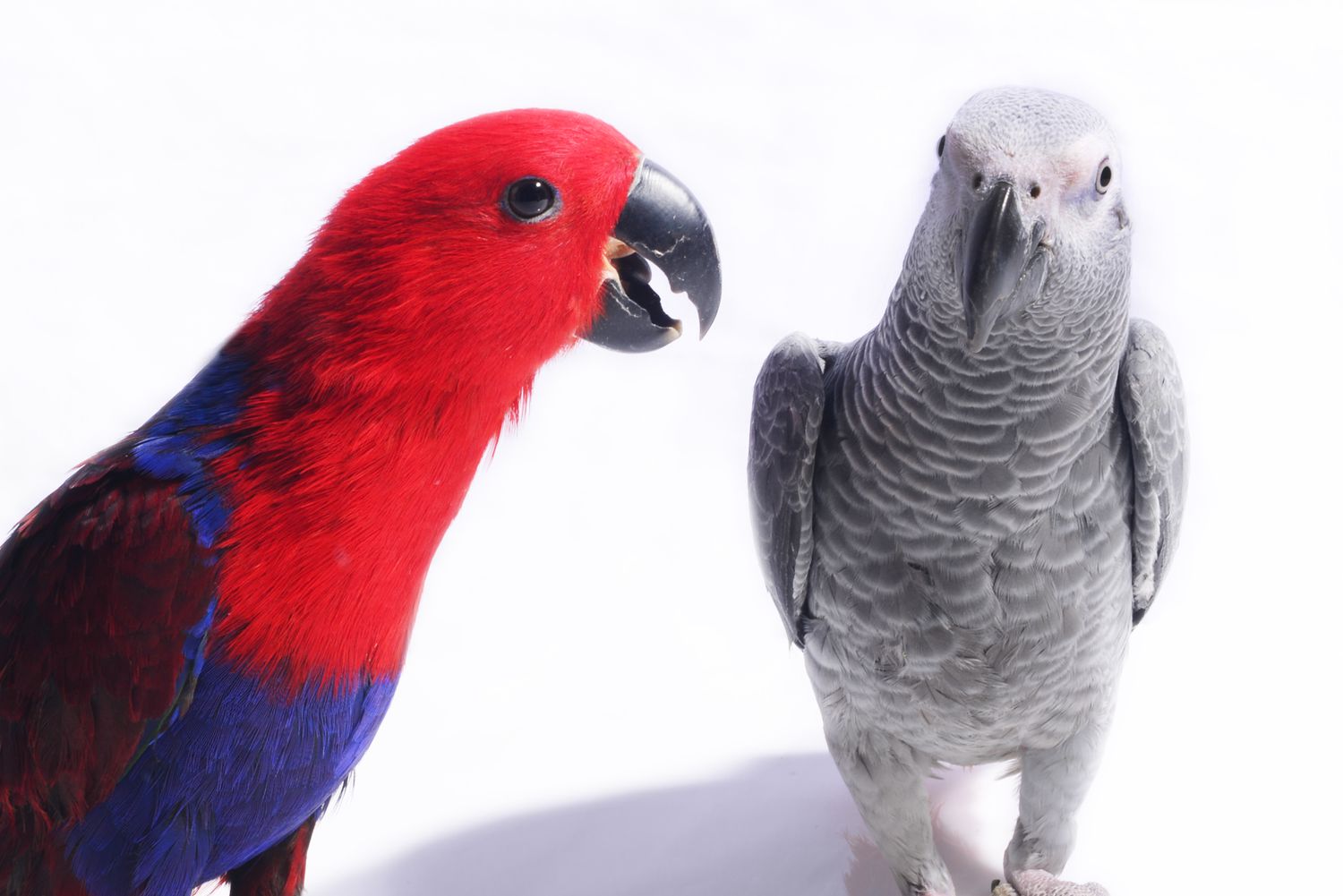 Parrots can solve logic puzzles.