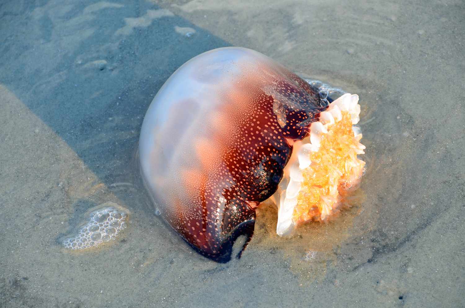 Cannonball jellyfish washed ashore in South Carolina