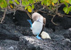 The Blue-Footed Booby performs its elaborate mating dance, complete with high kicks
