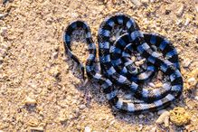 The banded sea krait has a flattened blue and black striped body and a yellow snout.