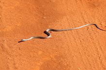 Black mamba poisonous snake in the wild