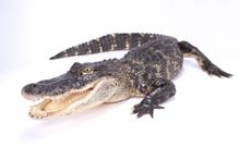 The American alligator is a large carnivorous reptile.