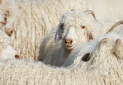 Angora goats