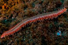 Bearded fireworm