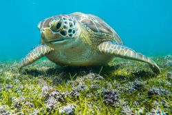 Close-Up Of Turtle In Sea