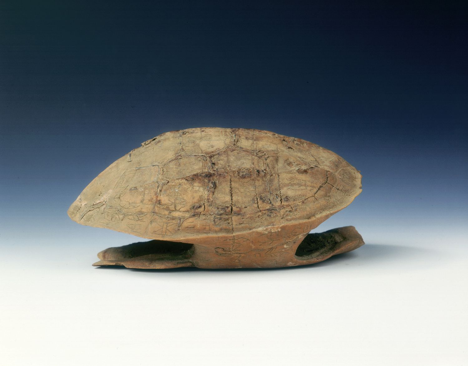 Petrified tortoise shell with oracle bone inscriptions, possibly Shang Dynasty, China, c1400 BC.