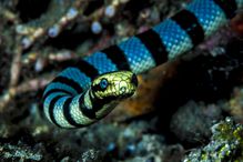 Banded sea snake, Laticauda colubrina.