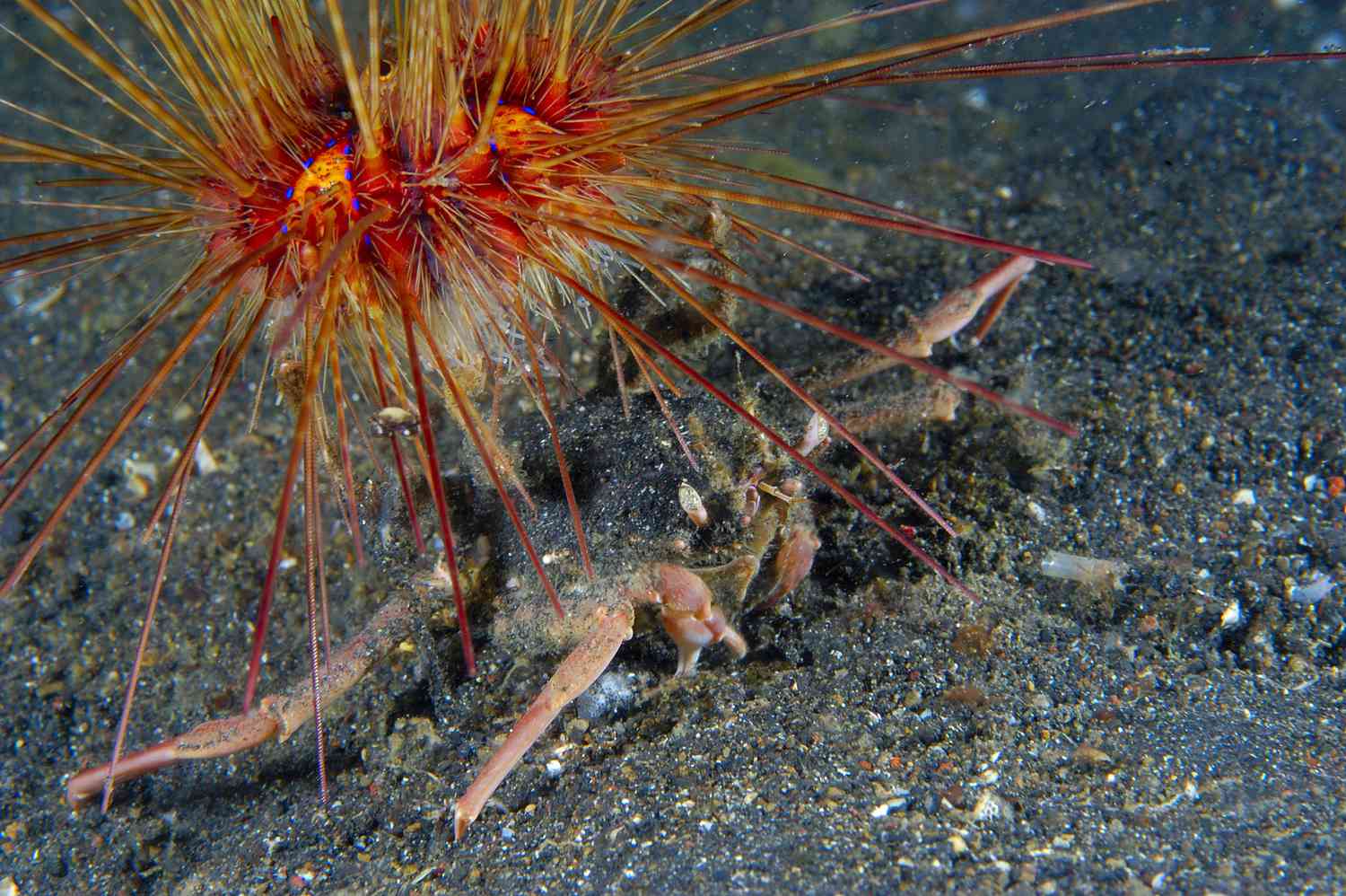 Carrier Crab Camouflages Using Urchin