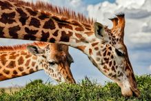 Giraffe grazing top of the acacia thorn tree at wild