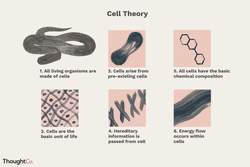 Illustration of cell theory