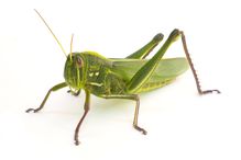 Most grasshoppers belong to the family Acrididae.