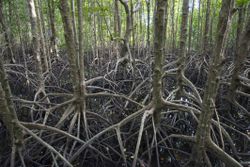 Pean Krasop Mangrove Sancturay. Cambodia.