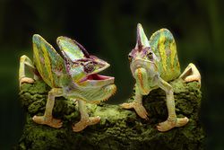 Two veiled chameleons - Chamaeleo calyptratus