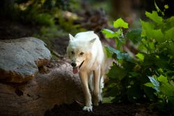 Grey Wolf in an enclosure