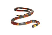 Eastern coral snake