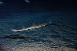 Japanese sawshark (Pristiophorus japonicus)