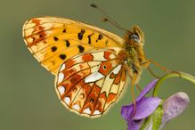 Colorful butterfly perched on a purple flower.