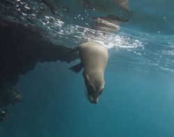 Galapagos Sea Lion