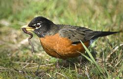 American Robin with wiggling worm in beak