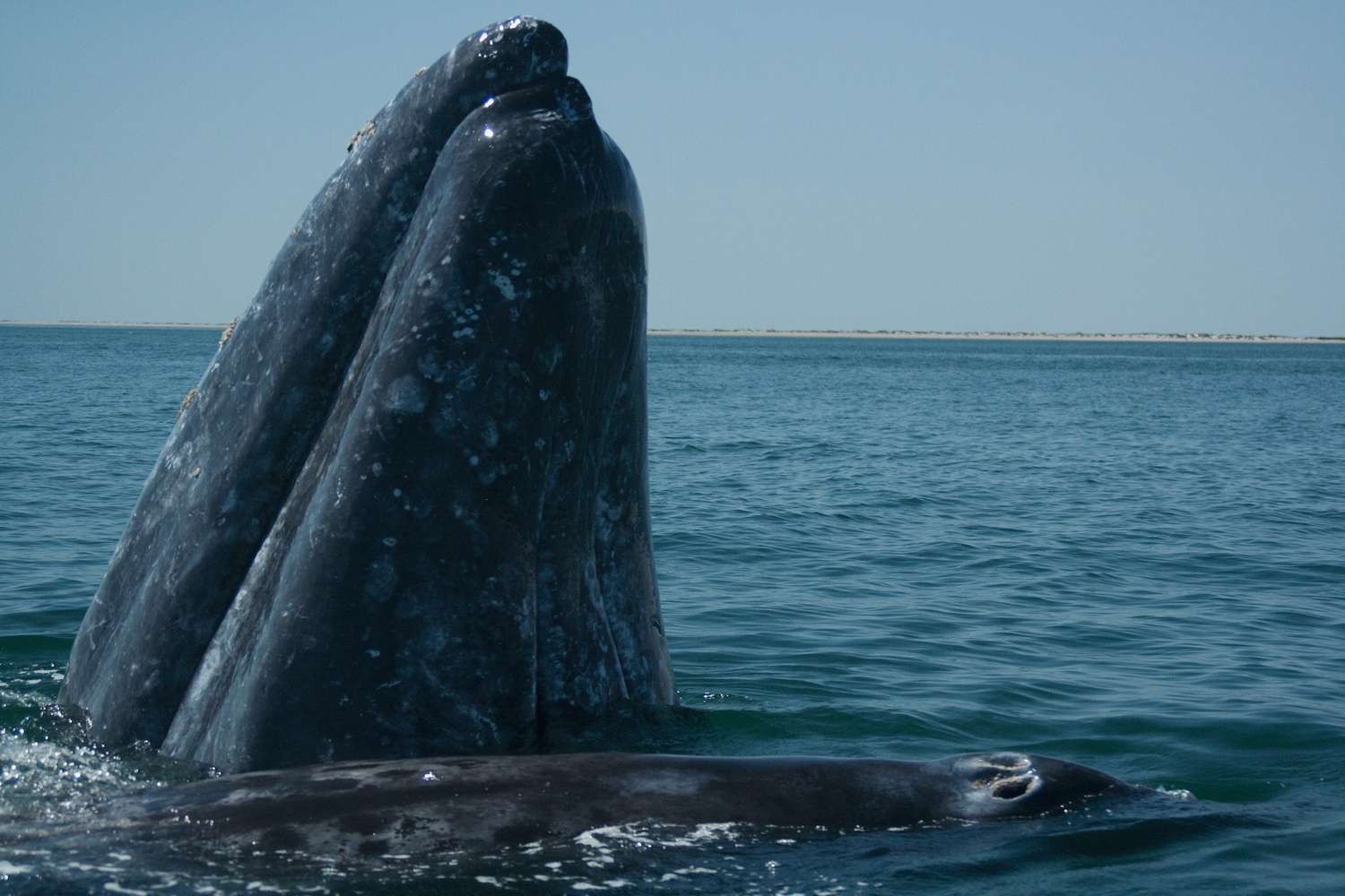 Una ballena gris adulta y su cría se acercan a los turistas. / An adult gray whale and its calf approach tourists.