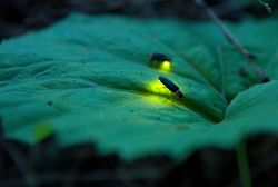 Fireflies on a leaf