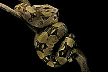 Boa constrictor