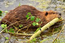 american beaver