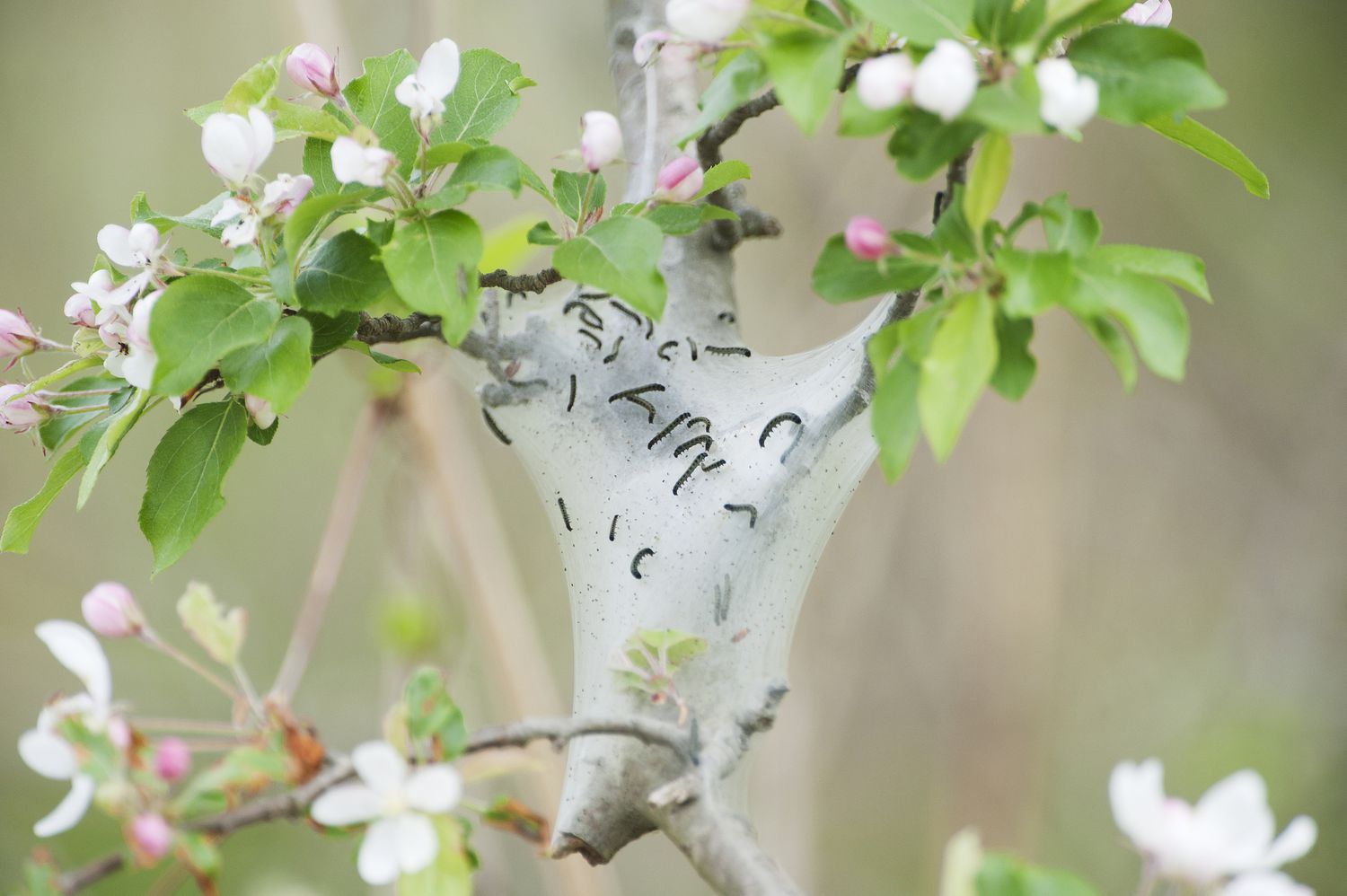 Tent caterpillar tent on apple tree.