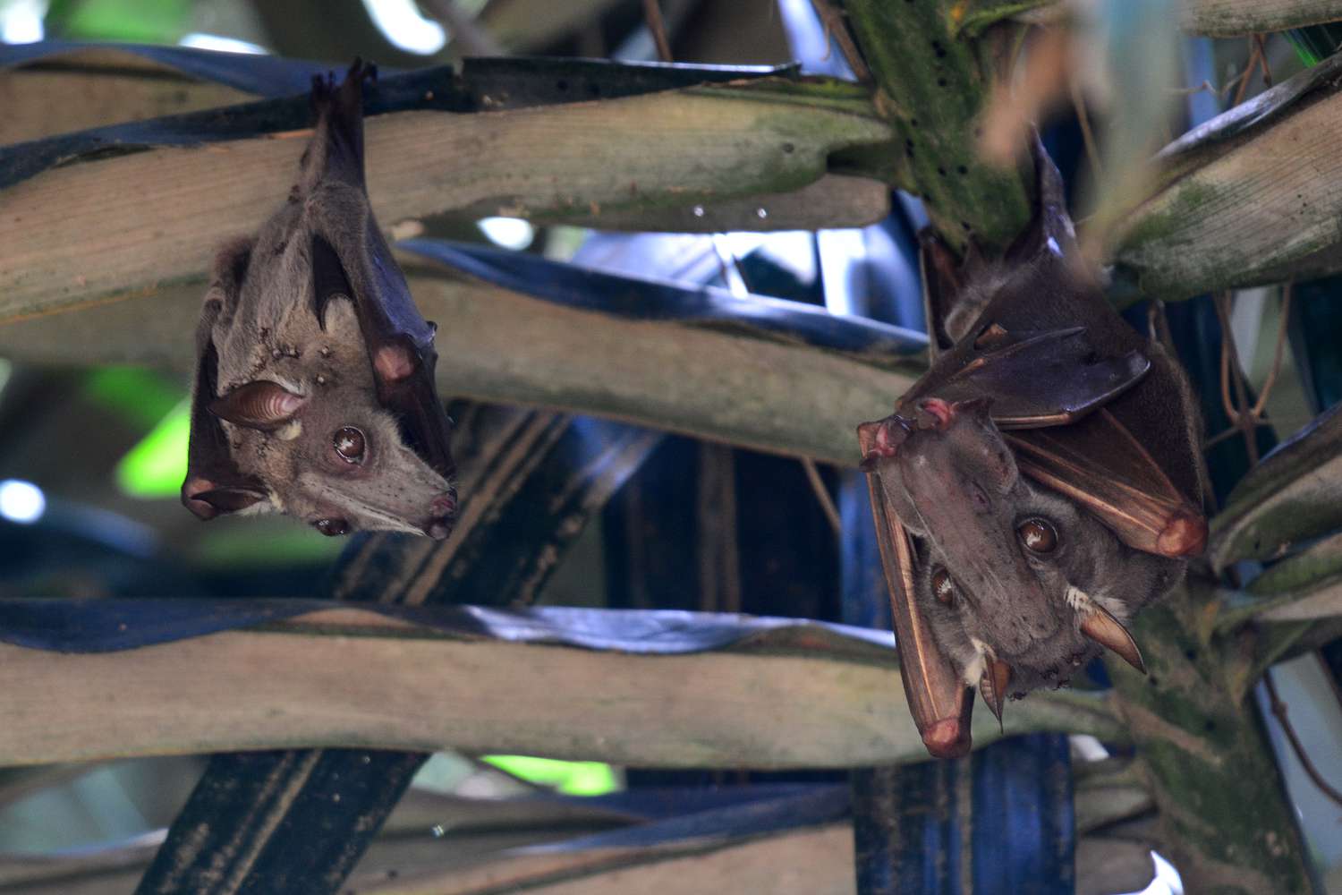 Wahlberg's epauletted fruit bat (Epomophorus wahlbergi) also has a hammer-head face.