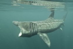 Basking Shark / Mark Harding/Robert Harding World Imagery/Getty Images