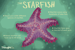 Surprising facts about starfish
