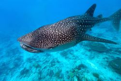 Whale shark