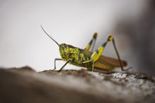 Grasshopper on a leaf