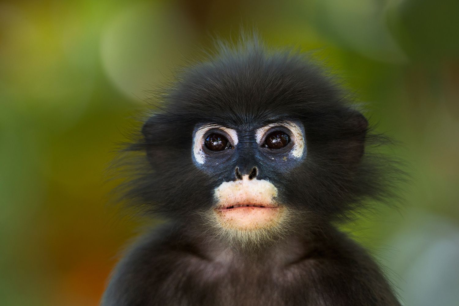 Young dusky leaf monkey