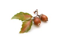 acorns