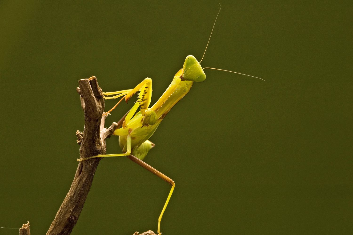 Mantis on a branch