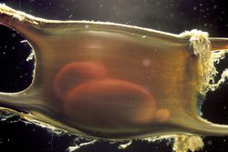Developing embryo of Little Skate inside egg, Massachusetts, USA / Johnathan Bird / Photolibrary / Getty Images