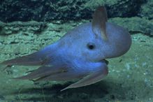 Dumbo octopus as seen underwater.