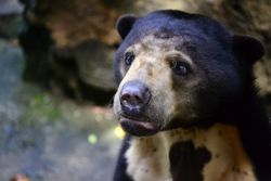 sun bear