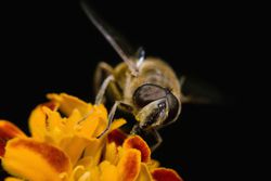 hoverfly and flower