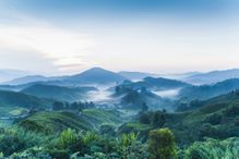 Tea Plantation, Cameron Highlands, Malaysia