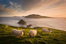 Sheep grazing on hillside, Blasket islands, County Kerry, Ireland