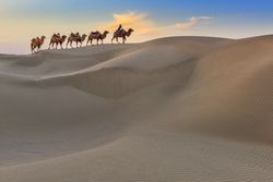 Camel Caravan Travel in Dessert