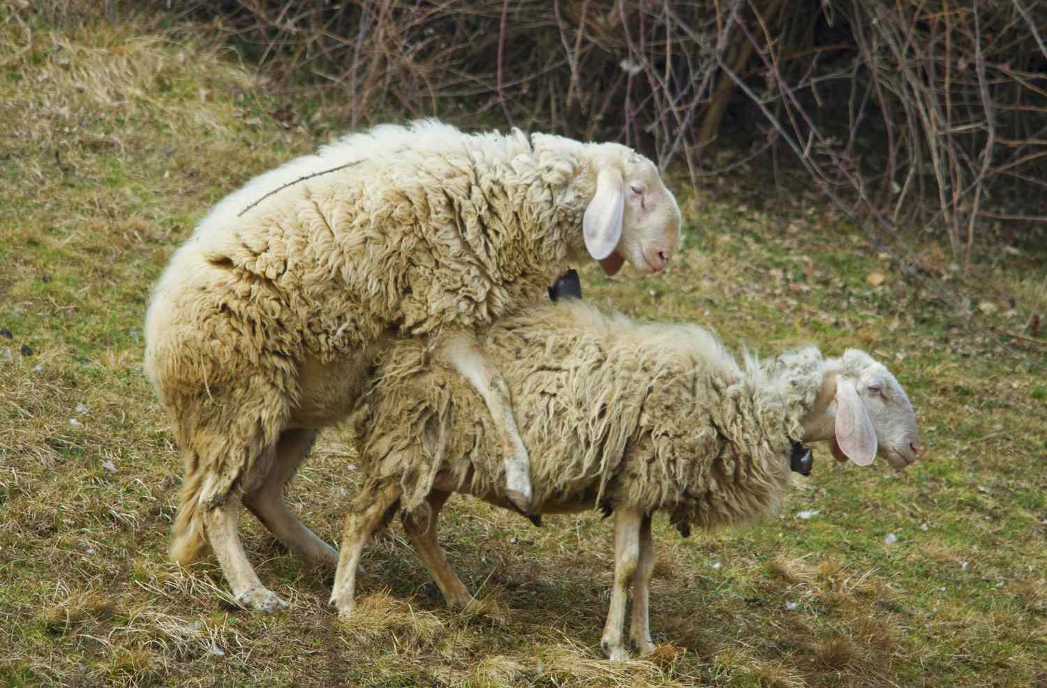 Sheep Mating